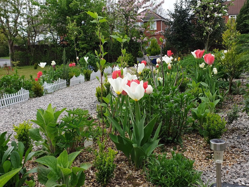 Things to do in your garden in May